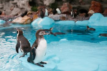 1714991991_350_LON_Sea Life Aquarium London_©shutterstock_1.jpg